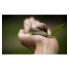 Κρέμα Ανάπλασης Αντιγήρανσης από Σαλιγκάρι Snail Cream 50ml - Diet Esthetic